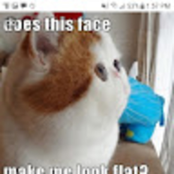 Meet your Posher, Chloe - Picture 1 of 1